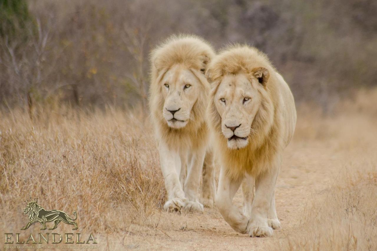 Elandela Private Game Reserve And Luxury Lodges Pty Ltd Hoedspruit Exterior foto